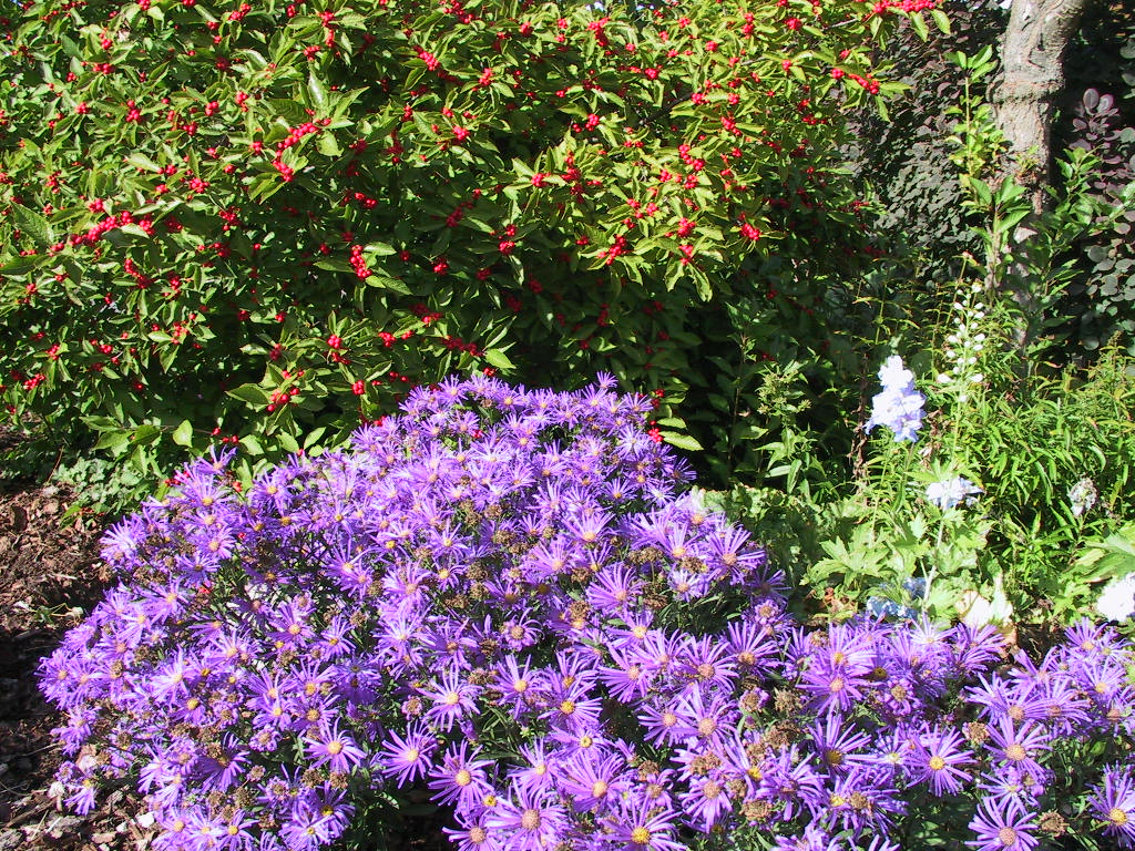 Aster amellus Veilchenkoenigin.jpg